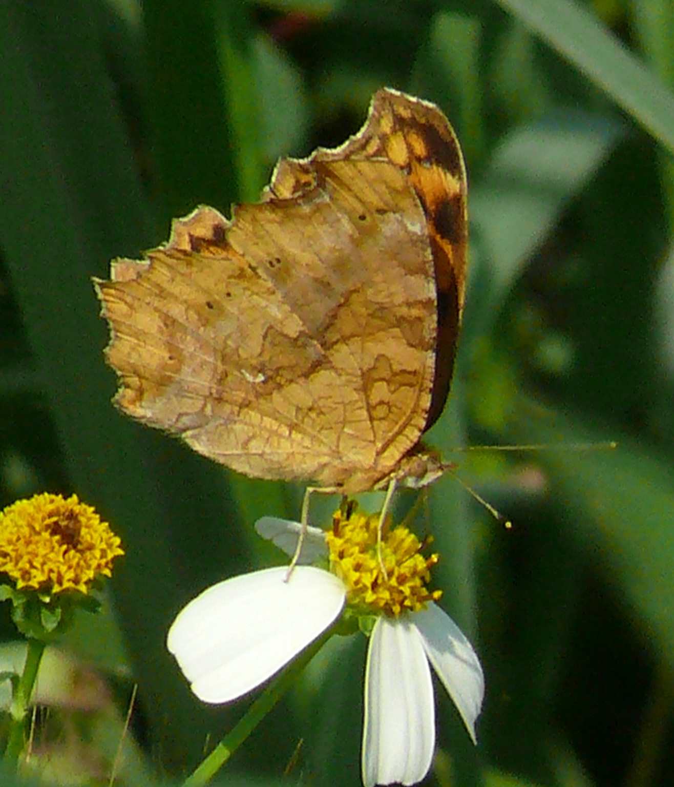 Polygonia c-aureum lunulata Polygonia c-aureum lunulata